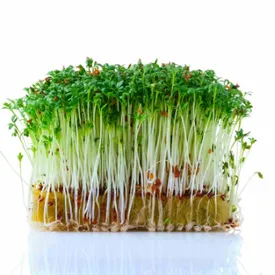 Микрозелень кресс-салата